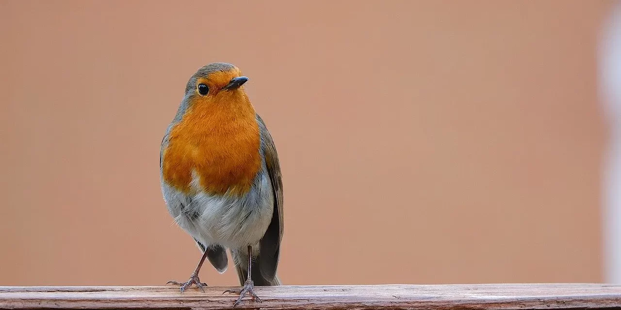 🌌 CHUNDO: PRAYERS OR RITES FOR THE PASSAGE OF THE DEAD INTO HEAVEN | MASTER WOO MYUNG | SANTA CLARA MEDITATION