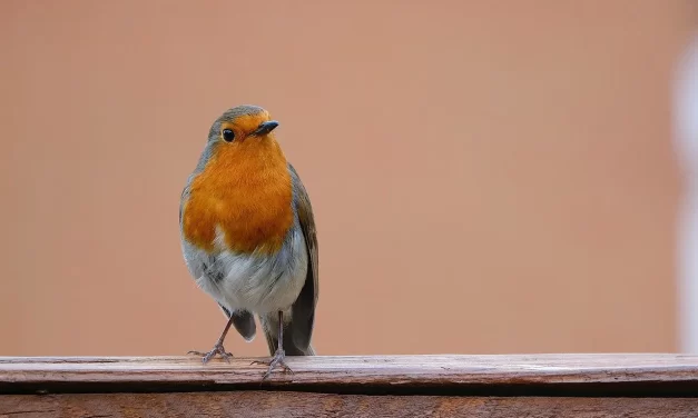 🌌 CHUNDO: PRAYERS OR RITES FOR THE PASSAGE OF THE DEAD INTO HEAVEN | MASTER WOO MYUNG | SANTA CLARA MEDITATION