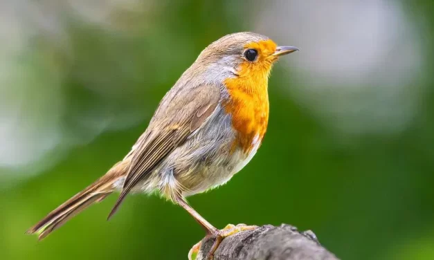 🔸 Man’s Body Was Made to Eventually Die: becoming eternal Energy and Light | Master Woo Myung | Santa Clara Meditation