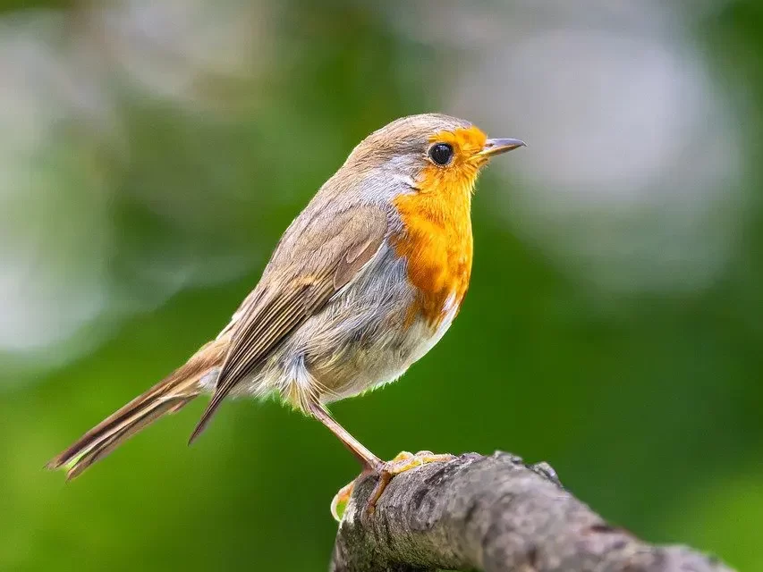 🔸 Man’s Body Was Made to Eventually Die: becoming eternal Energy and Light | Master Woo Myung | Santa Clara Meditation