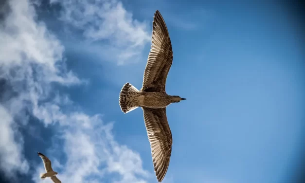 🌿 Only When You Go Towards Truth Will There Be Enlightenment: Enlightenment Comes From Cleansing the Self and Heading Towards Truth | Master Woo Myung | Santa Clara Meditation