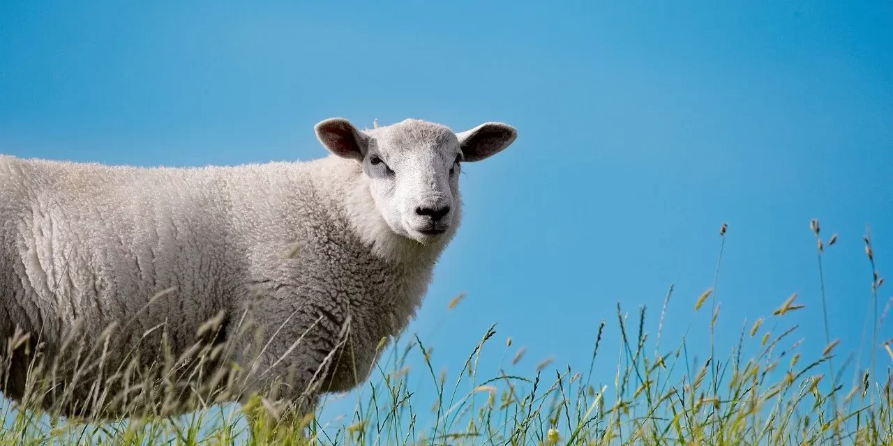 🌻 Form: seeing life and death as one existence | Master Woo Myung | Santa Clara Meditation