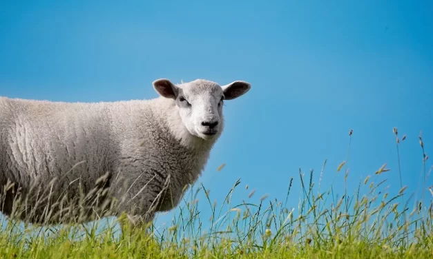 🌻 Form: seeing life and death as one existence | Master Woo Myung | Santa Clara Meditation