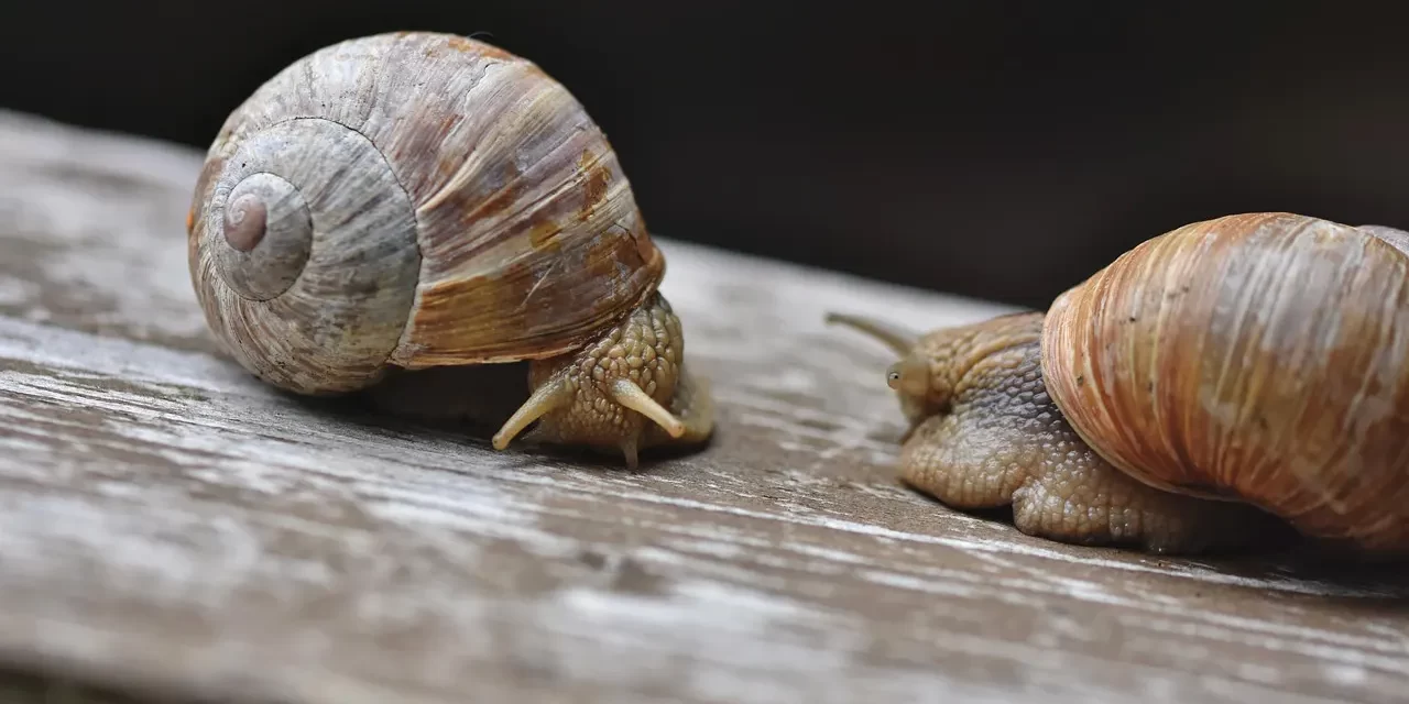 🌞 A SENSE OF INFERIORITY: THE ROOT OF HUMAN DESIRES | MASTER WOO MYUNG | SANTA CLARA MEDITATION