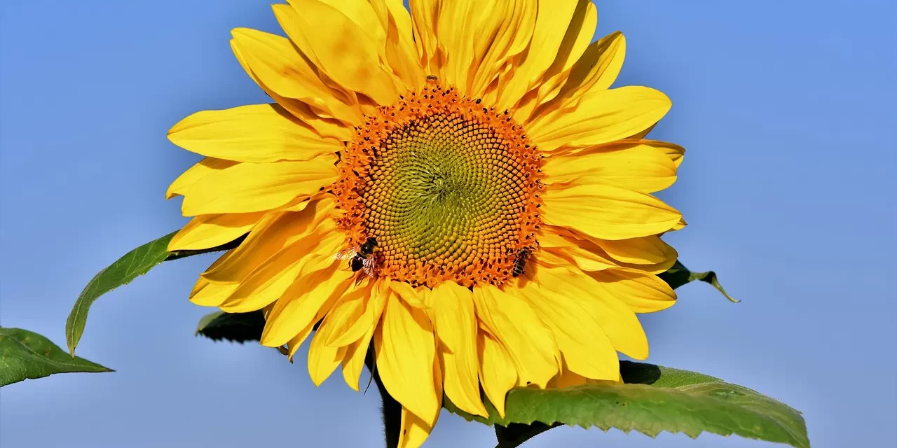 🌏 THE TIME OF DISCARDING ONE’S SELF WHEN MAN CAN FULFILL HUMAN COMPLETION HAS BEGUN | MASTER WOO MYUNG | SANTA CLARA MEDITATION