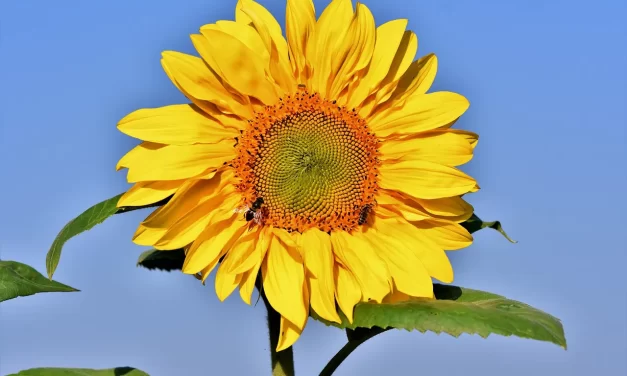 🌏 THE TIME OF DISCARDING ONE’S SELF WHEN MAN CAN FULFILL HUMAN COMPLETION HAS BEGUN | MASTER WOO MYUNG | SANTA CLARA MEDITATION