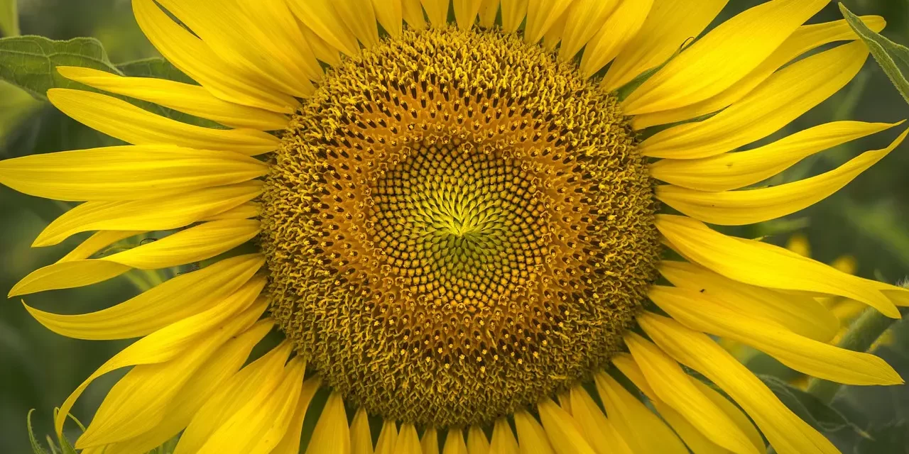 🌅 THE PAST LIFE, PRESENT LIFE, AND FUTURE LIFE: Eliminating the Mind to Become One Truth Across Time | MASTER WOO MYUNG | SANTA CLARA MEDITATION