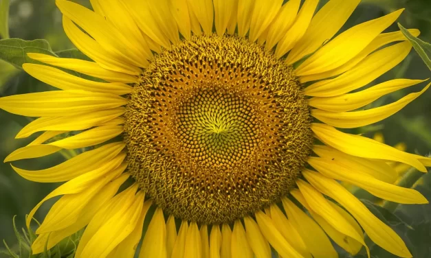 🌅 THE PAST LIFE, PRESENT LIFE, AND FUTURE LIFE: Eliminating the Mind to Become One Truth Across Time | MASTER WOO MYUNG | SANTA CLARA MEDITATION