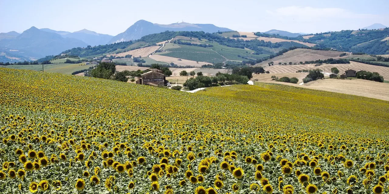 🌻 SLASH-AND-BURN FARMER: LIVING SIMPLY WITH NATURE | MASTER WOO MYUNG | SANTA CLARA MEDITATION
