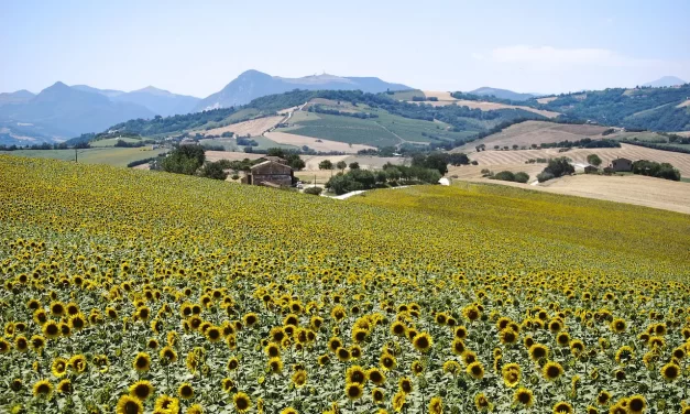 🌻 SLASH-AND-BURN FARMER: LIVING SIMPLY WITH NATURE | MASTER WOO MYUNG | SANTA CLARA MEDITATION