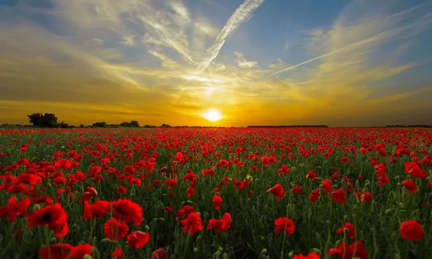 🌈 IN YOUR DELUSIONS, BOTH HEAVEN AND HELL ARE ILLUSIONS, BUT IN THE REAL LAND HEAVEN IS REAL: In the real world, Heaven is not a maya but reality | MASTER WOO MYUNG | SANTA CLARA MEDITATION