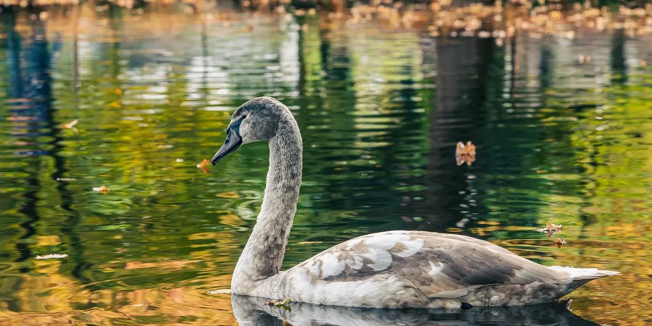 🌼 WHAT CAUSES THE MUTATION OF LIVING ORGANISMS?: Mutation does not change original nature | MASTER WOO MYUNG | SANTA CLARA MEDITATION