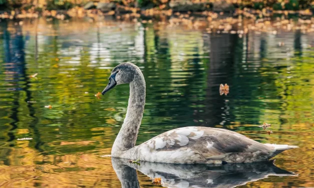 🌼 WHAT CAUSES THE MUTATION OF LIVING ORGANISMS?: Mutation does not change original nature | MASTER WOO MYUNG | SANTA CLARA MEDITATION