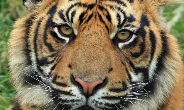 🌼 BE IN THE MOMENT: HOW TO LIVE IN THE PRESENT | MASTER WOO MYUNG | SANTA CLARA MEDITATION