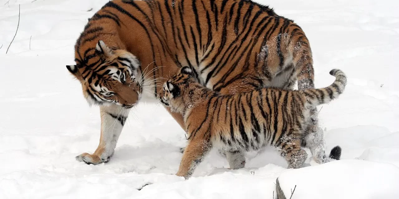 🌺 THE ERA AFTER THE COMING OF TRUTH: WHY WOMEN WILL HOLD INFLUENCE AND POWER | MASTER WOO MYUNG | SANTA CLARA MEDITATION