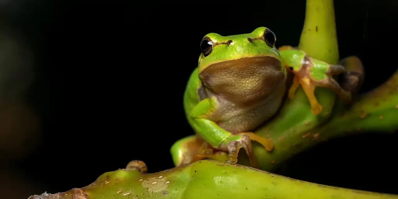 🌼 CLEANSING YOUR MIND BRINGS HEALTH, BEAUTY, AND LONGEVITY: Good health begins in your mind | MASTER WOO MYUNG | SANTA CLARA MEDITATION