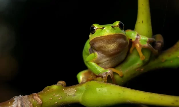🌼 CLEANSING YOUR MIND BRINGS HEALTH, BEAUTY, AND LONGEVITY: Good health begins in your mind | MASTER WOO MYUNG | SANTA CLARA MEDITATION