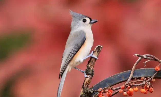 🌸 BLESSINGS: TRUE HAPPINESS IS BEING FREE OF WORRIES | MASTER WOO MYUNG | SANTA CLARA MEDITATION