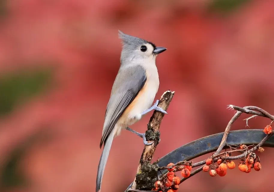 🌸 BLESSINGS: TRUE HAPPINESS IS BEING FREE OF WORRIES | MASTER WOO MYUNG | SANTA CLARA MEDITATION