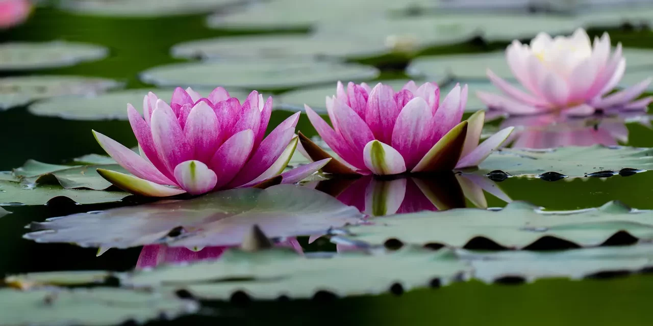 🌄 The Reason No One Knows the Day or Hour: recognizing Truth when it comes | Master Woo Myung | Santa Clara Meditation