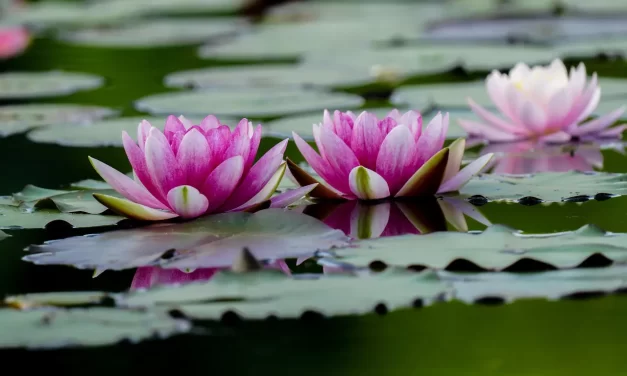 🌄 The Reason No One Knows the Day or Hour: recognizing Truth when it comes | Master Woo Myung | Santa Clara Meditation