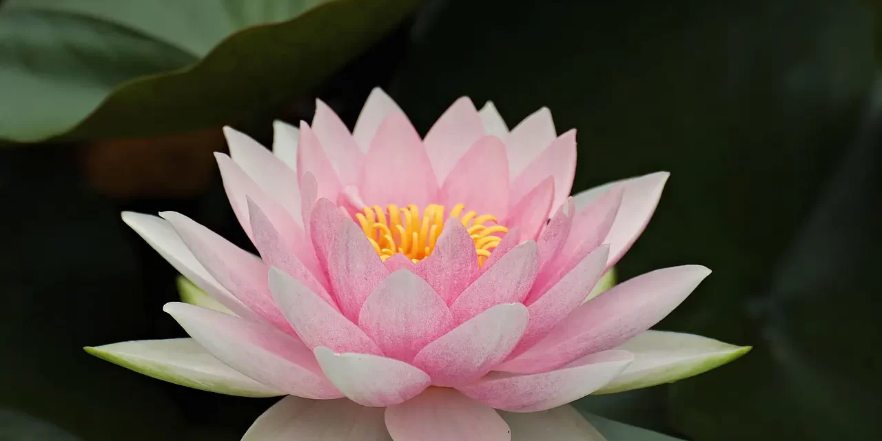 🌼 ONE’S PAST AND FUTURE LIVES ARE ALL ILLUSIONS IF ONE IS A DELUSIONAL PERSON: Your past life is the maya of your mind, and so is your future life | MASTER WOO MYUNG | SANTA CLARA MEDITATION