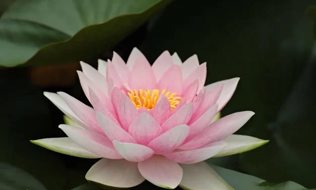 🌼 ONE’S PAST AND FUTURE LIVES ARE ALL ILLUSIONS IF ONE IS A DELUSIONAL PERSON: Your past life is the maya of your mind, and so is your future life | MASTER WOO MYUNG | SANTA CLARA MEDITATION