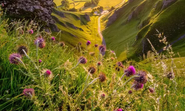 🌞 Bright Light: The World Is Already Enlightened and Perfect | MASTER WOO MYUNG | SANTA CLARA MEDITATION