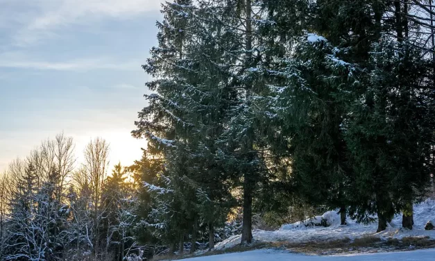 ⚡ ALL PEOPLE IN THE WORLD ARE LIARS | MASTER WOO MYUNG | SANTA CLARA MEDITATION