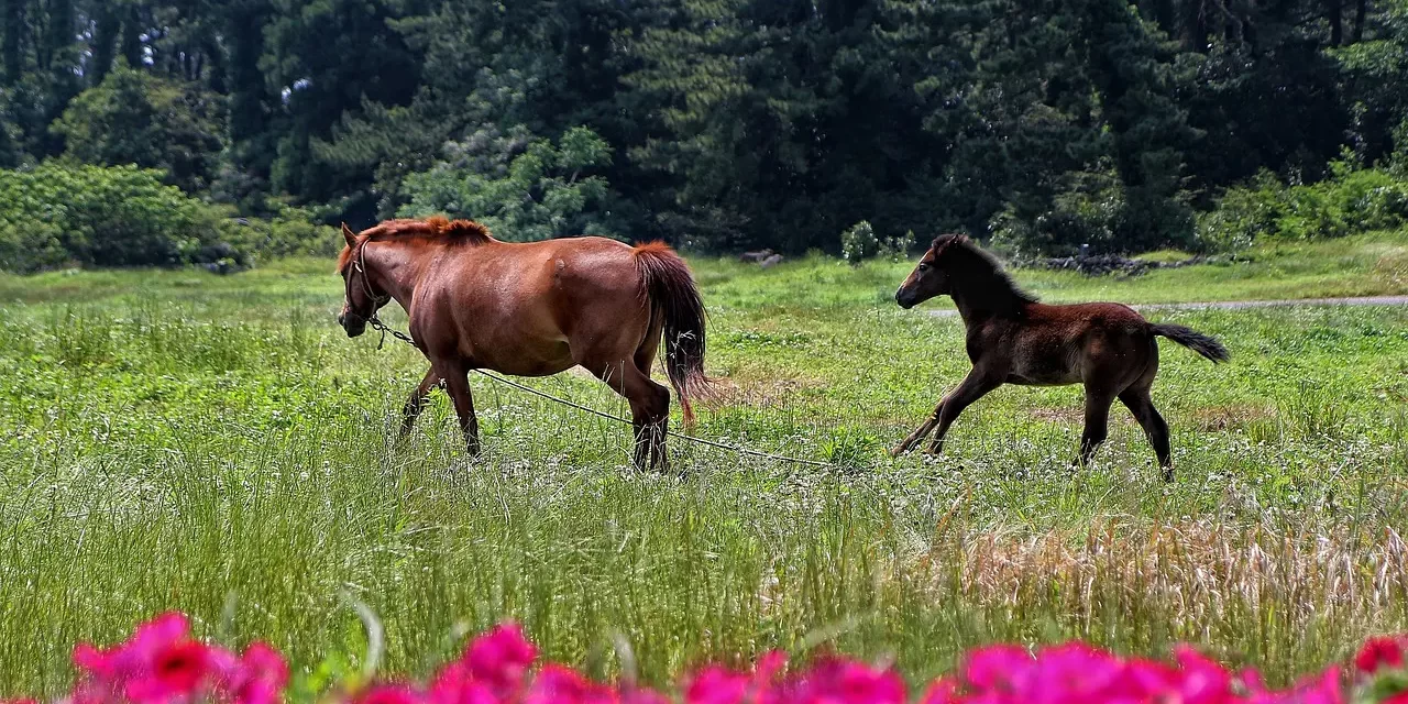 🌿 ELIXIR OF LIFE: THE TRUTH BEYOND MORTALITY | MASTER WOO MYUNG | SANTA CLARA MEDITATION