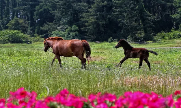 🌿 ELIXIR OF LIFE: THE TRUTH BEYOND MORTALITY | MASTER WOO MYUNG | SANTA CLARA MEDITATION