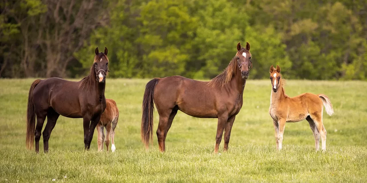 🌤️ One Must Go to Heaven, the Land of Bliss, Paradise While Living | Master Woo Myung | Santa Clara Meditation