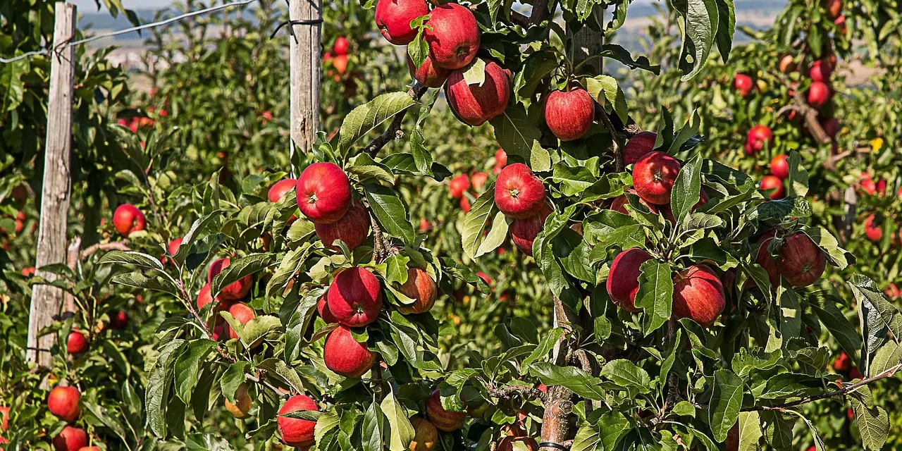 🌟 THE MOST BLESSED: CLEANSING THE MIND & LIVING IN HEAVEN | MASTER WOO MYUNG | SANTA CLARA MEDITATION