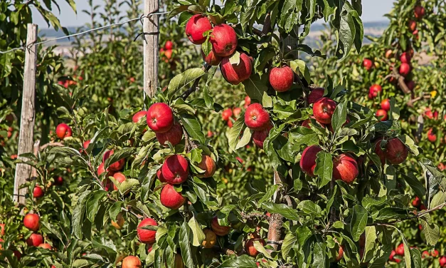 🌟 THE MOST BLESSED: CLEANSING THE MIND & LIVING IN HEAVEN | MASTER WOO MYUNG | SANTA CLARA MEDITATION