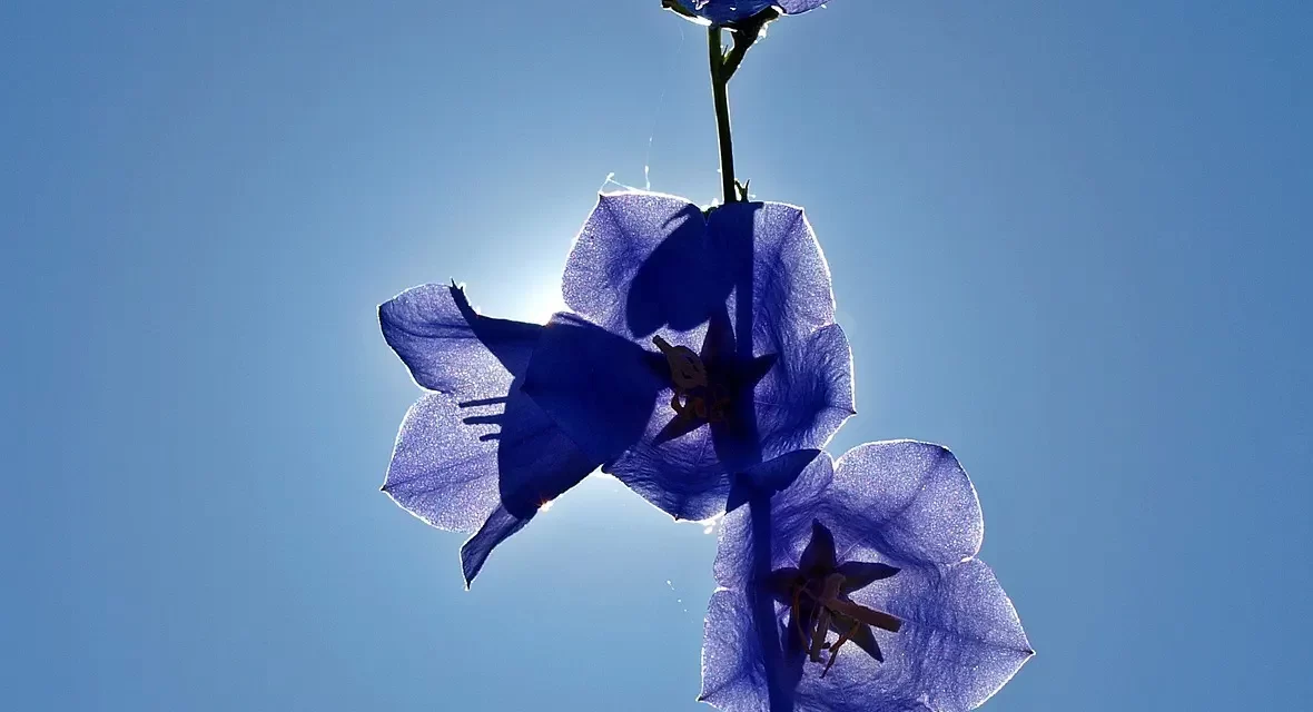 🌟 Salvation I: Awakening From the Grave of the False Mind | Master Woo Myung | Santa Clara Meditation