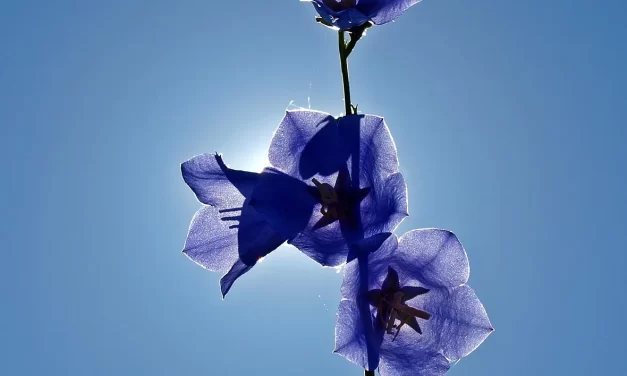 🌟 Salvation I: Awakening From the Grave of the False Mind | Master Woo Myung | Santa Clara Meditation