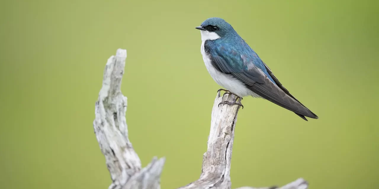 🌟 A STILL AND CONSTANT MIND: Mind of Truth | MASTER WOO MYUNG | SANTA CLARA MEDITATION