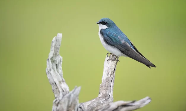 🌟 A STILL AND CONSTANT MIND: Mind of Truth | MASTER WOO MYUNG | SANTA CLARA MEDITATION