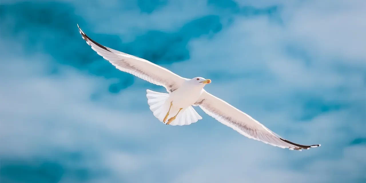 🌟 True Creation: Becoming Truth Through Jung and Shin for Eternal Heaven | Master Woo Myung | Santa Clara Meditation