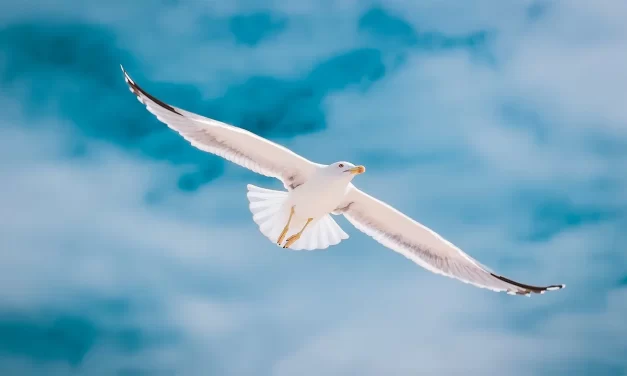 🌟 True Creation: Becoming Truth Through Jung and Shin for Eternal Heaven | Master Woo Myung | Santa Clara Meditation