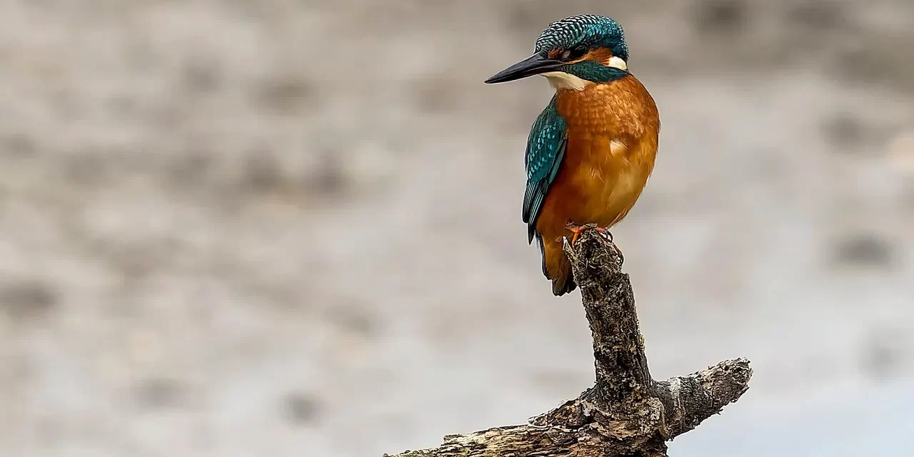 🌈 What One Has to Do in Life: Living in the Land of Truth | Master Woo Myung | Santa Clara Meditation