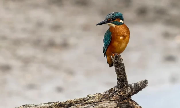 🌈 What One Has to Do in Life: Living in the Land of Truth | Master Woo Myung | Santa Clara Meditation