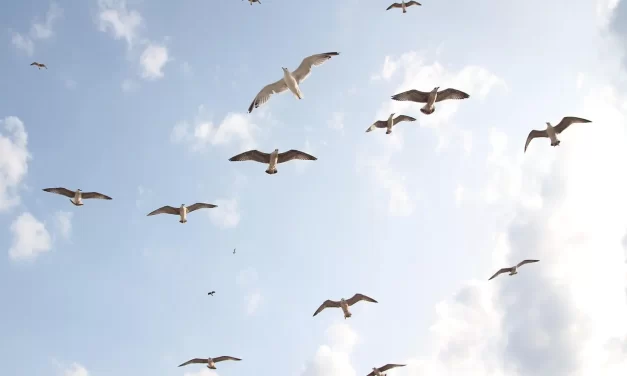 🌈 I NEED YOUR HELP WITH ACHIEVING ENLIGHTENMENT ABOUT MYSELF: Becoming Truth | MASTER WOO MYUNG | SANTA CLARA MEDITATION