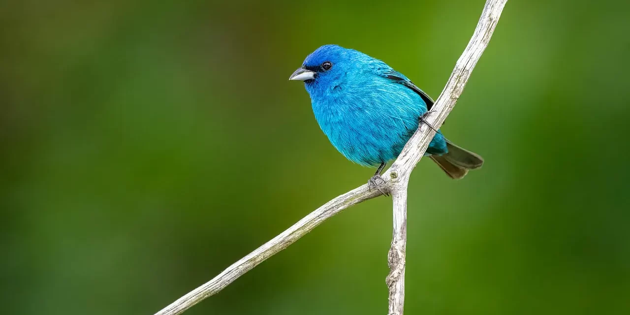 🔮 Why Man Cannot See or Know Truth: The Mind World vs the Real World | Master Woo Myung | Santa Clara Meditation