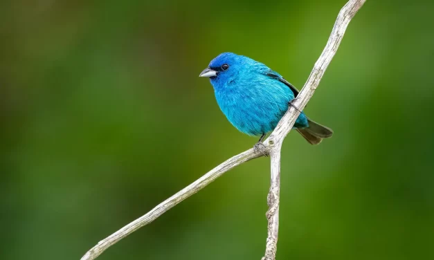 🔮 Why Man Cannot See or Know Truth: The Mind World vs the Real World | Master Woo Myung | Santa Clara Meditation