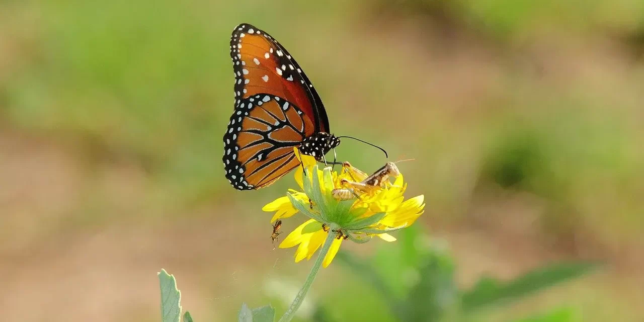 💎 What Is the Most Valuable Thing for Humanity? | Master Woo Myung | Santa Clara Meditation