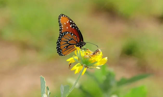 💎 What Is the Most Valuable Thing for Humanity? | Master Woo Myung | Santa Clara Meditation