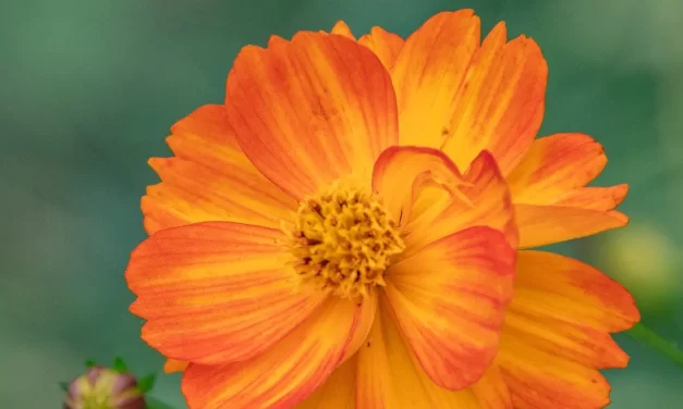 🌞 The Most Important Thing in the World: Cleansing the False Mind & Awakening to Eternal Heaven | Master Woo Myung | Santa Clara Meditation