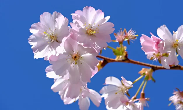 🌿 Great Wisdom: Becoming One with the Creator and Living as Truth | Master Woo Myung | Santa Clara Meditation