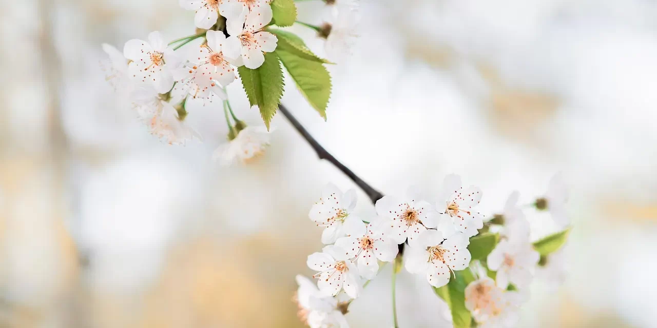 🌊 SAGARA-MUDRA-SAMADHI: THE KLESHA-LESS STILLNESS OF TRUTH | MASTER WOO MYUNG | SANTA CLARA MEDITATION